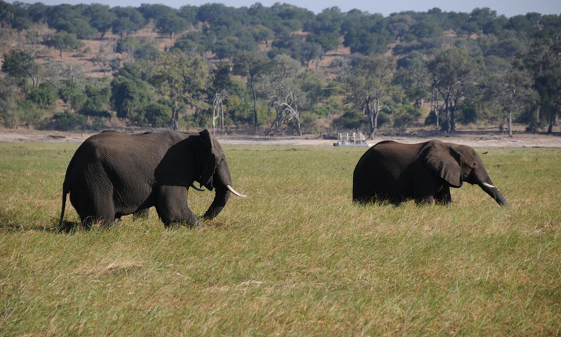 File photo taken on July 15, 2017 shows elephants at Chobe National Park, northern Botswana. (Photo: Xinhua)