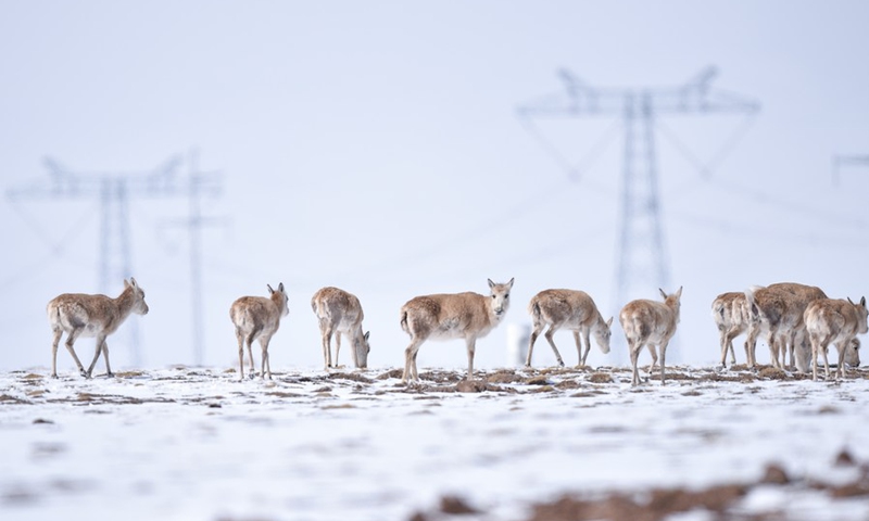 A herd of Tibetan antelopes travel towards Zonag Lake in Hoh Xil national nature reserve, northwest China's Qinghai Province, on April 20, 2021.(Photo: Xinhua)