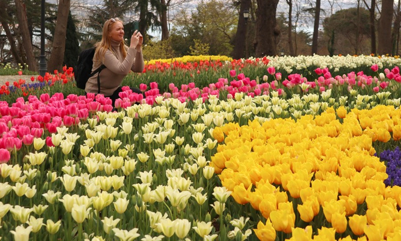A woman takes pictures of tulips at a park in Istanbul, Turkey on April 20, 2021.(Photo: Xinhua)