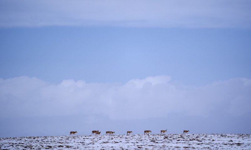 A herd of Tibetan antelopes travel towards Zonag Lake in Hoh Xil national nature reserve, northwest China's Qinghai Province, on April 20, 2021.(Photo: Xinhua)