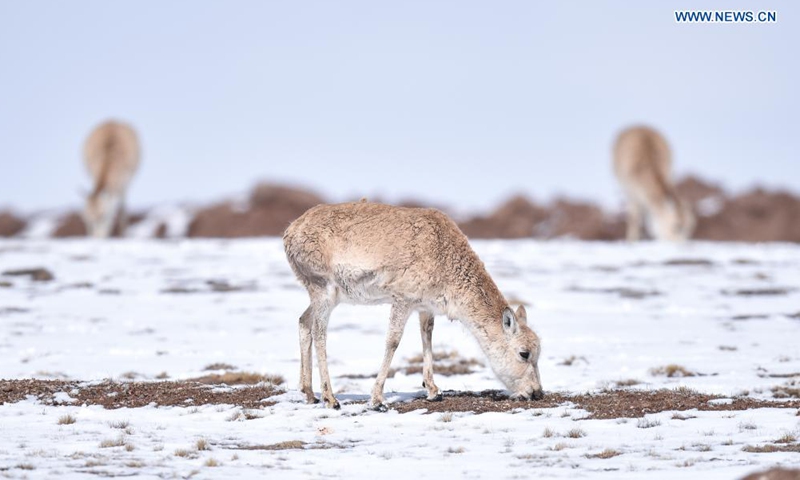 Photo taken on April 20, 2021 shows Tibetan antelopes in Hoh Xil, northwest China's Qinghai Province. Located in the southern part of Qinghai Province, the Sanjiangyuan region, or the sources of three rivers, namely the Yangtze River, Yellow River, and Lancang (Mekong) River, is an important ecological security barrier in China. Photo:Xinhua