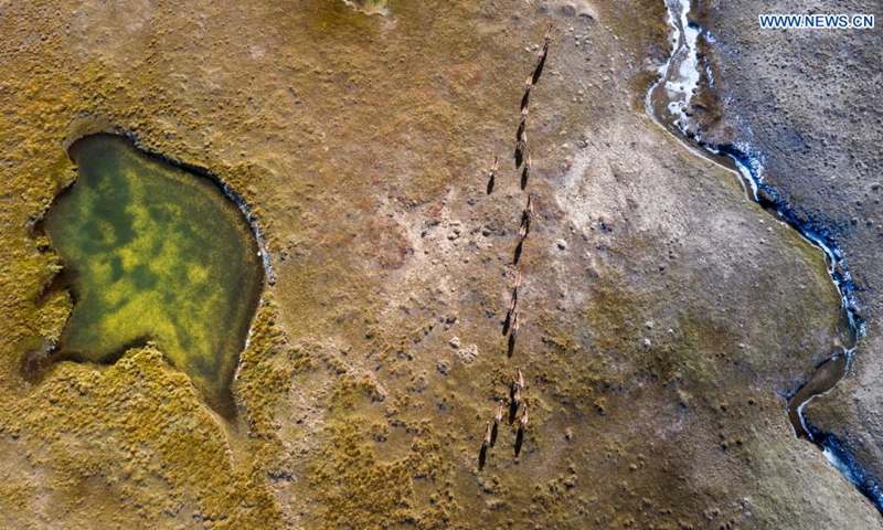 Aerial photo taken on Oct. 19, 2019 shows Kiangs (Equus kiang) in the Sanjiangyuan region, northwest China's Qinghai Province. Located in the southern part of Qinghai Province, the Sanjiangyuan region, or the sources of three rivers, namely the Yangtze River, Yellow River, and Lancang (Mekong) River, is an important ecological security barrier in China. Photo:Xinhua
