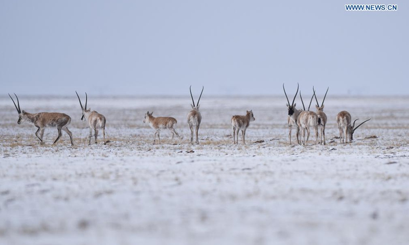 Photo taken on April 20, 2021 shows Tibetan antelopes in Hoh Xil, northwest China's Qinghai Province. Located in the southern part of Qinghai Province, the Sanjiangyuan region, or the sources of three rivers, namely the Yangtze River, Yellow River, and Lancang (Mekong) River, is an important ecological security barrier in China. Photo:Xinhua