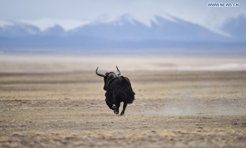File photo taken on Dec. 1, 2016 shows a wild yak in Hoh Xil, northwest China's Qinghai Province. Located in the southern part of Qinghai Province, the Sanjiangyuan region, or the sources of three rivers, namely the Yangtze River, Yellow River, and Lancang (Mekong) River, is an important ecological security barrier in China. Photo:Xinhua
