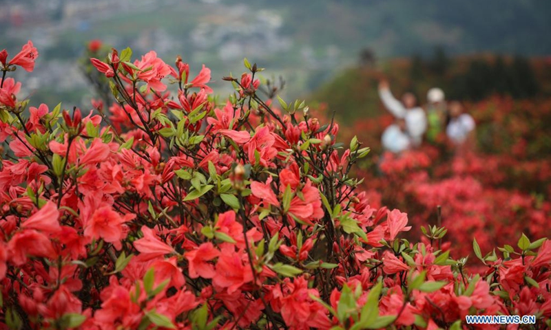 Tourists view blooming azalea flowers at Longquan Mountain in Danzhai County, southwest China's Guizhou Province, April 26, 2021.(Photo: Xinhua)