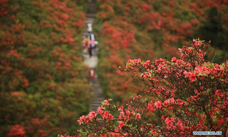 Tourists view blooming azalea flowers at Longquan Mountain in Danzhai County, southwest China's Guizhou Province, April 26, 2021.(Photo: Xinhua)