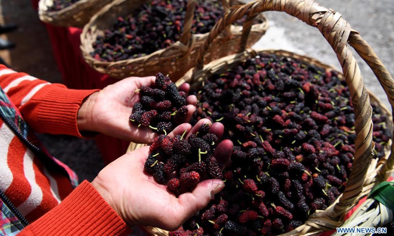 Villagers show their newly-picked mulberries at an orchard in Feixi County, east China's Anhui Province, April 30, 2021. Photo:Xinhua