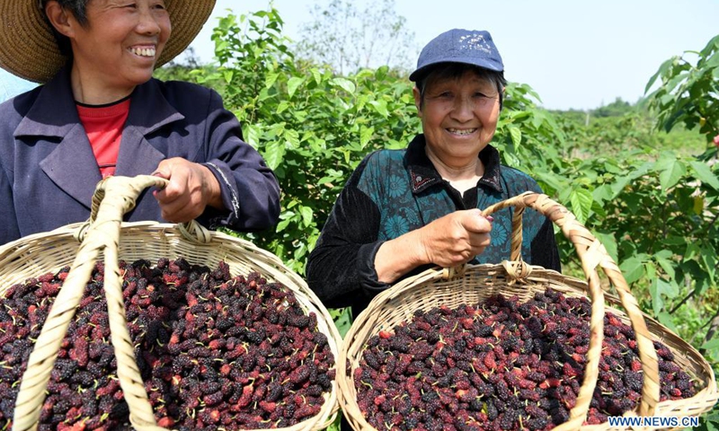 Villagers show their newly-picked mulberries at an orchard in Feixi County, east China's Anhui Province, April 30, 2021. Photo:Xinhua