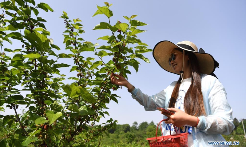 A tourist picks mulberries at an orchard in Feixi County, east China's Anhui Province, April 30, 2021.Photo:Xinhua