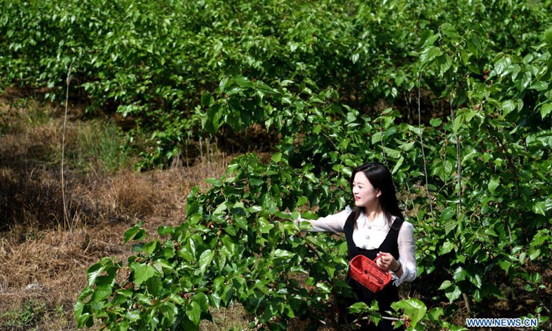 A tourist picks mulberries at an orchard in Feixi County, east China's Anhui Province, April 30, 2021.Photo:Xinhua