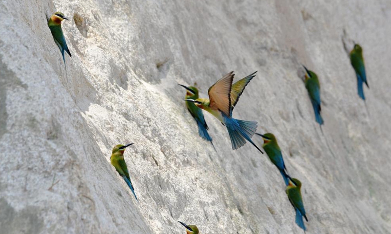 Blue-tailed bee-eaters are seen at Wuyuanwan blue-tailed bee-eater nature reserve in Xiamen, southeast China's Fujian Province, April 30, 2021. In recent days, a large number of blue-tailed bee-eaters are busy nesting, courting or looking for mates at Wuyuanwan blue-tailed bee eater nature reserve in Xiamen. With the coming of their breeding season, more of them will come back here from South Asia for reproduction. (Xinhua)