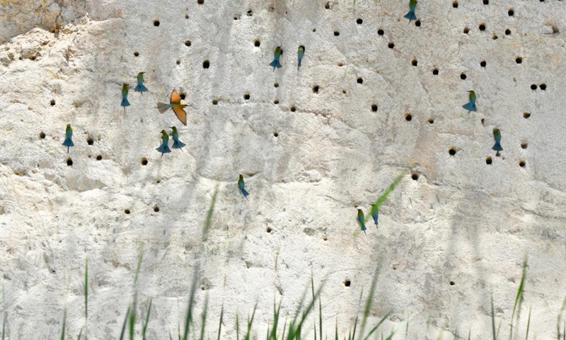 Blue-tailed bee-eaters are seen at Wuyuanwan blue-tailed bee-eater nature reserve in Xiamen, southeast China's Fujian Province, April 30, 2021. In recent days, a large number of blue-tailed bee-eaters are busy nesting, courting or looking for mates at Wuyuanwan blue-tailed bee eater nature reserve in Xiamen. With the coming of their breeding season, more of them will come back here from South Asia for reproduction. (Xinhua)
)