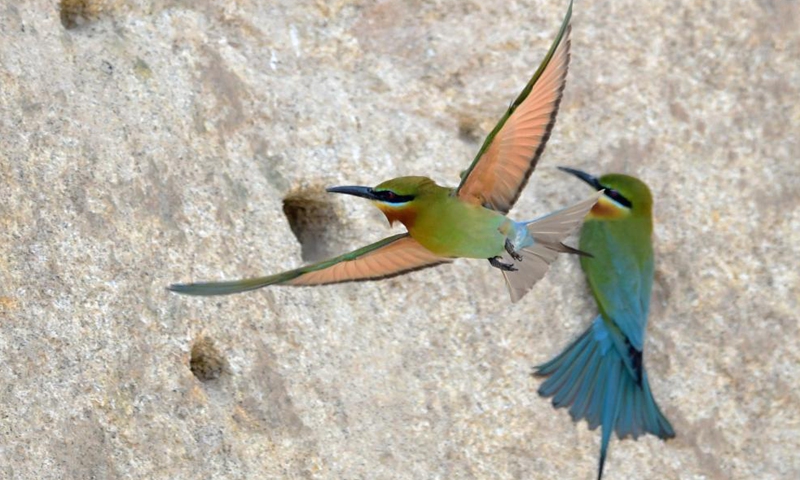 Blue-tailed bee-eaters are seen at Wuyuanwan blue-tailed bee-eater nature reserve in Xiamen, southeast China's Fujian Province, April 30, 2021. In recent days, a large number of blue-tailed bee-eaters are busy nesting, courting or looking for mates at Wuyuanwan blue-tailed bee eater nature reserve in Xiamen. With the coming of their breeding season, more of them will come back here from South Asia for reproduction. (Xinhua)
)