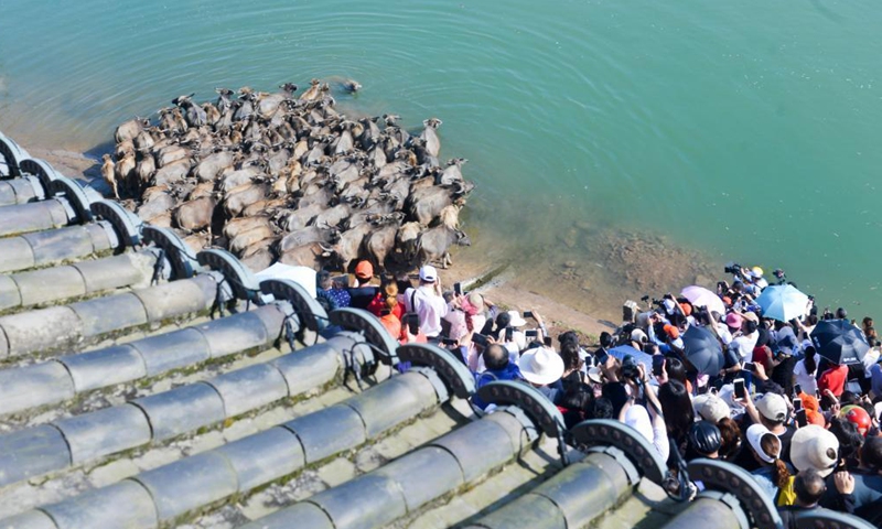 Aerial photo taken on April 30, 2021 shows tourists taking photos of cattle crossing the Jialing River in Peng'an County of Nangchong City, southwest China's Sichuan Province. The scene of cattle moving to grassland for grazing across the Jialing River here has become quite popular among tourists. (Photo by Liu Yonghong/Xinhua) 