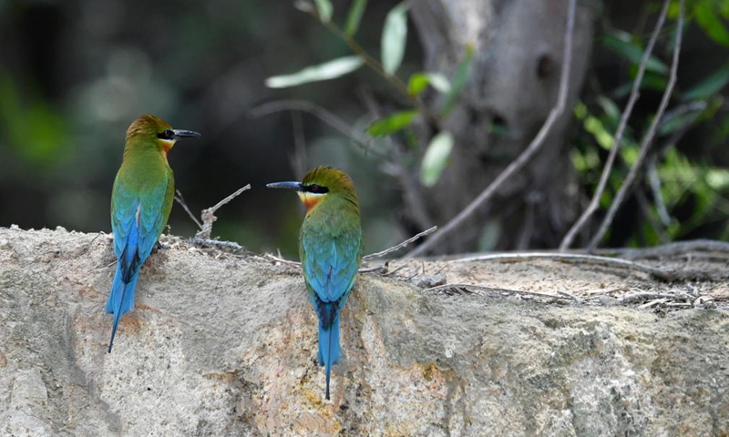 Blue-tailed bee-eaters are seen at Wuyuanwan blue-tailed bee-eater nature reserve in Xiamen, southeast China's Fujian Province, April 30, 2021. In recent days, a large number of blue-tailed bee-eaters are busy nesting, courting or looking for mates at Wuyuanwan blue-tailed bee eater nature reserve in Xiamen. With the coming of their breeding season, more of them will come back here from South Asia for reproduction. (Xinhua)
)