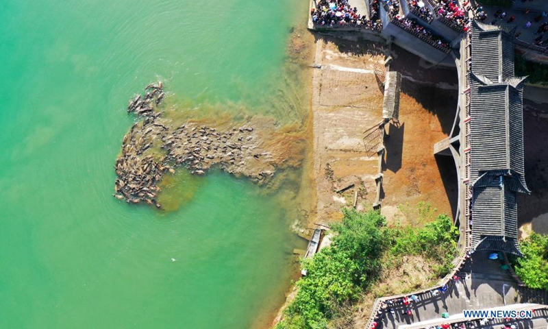 Aerial photo taken on April 30, 2021 shows a herd of cattle crossing the Jialing River in Peng'an County of Nangchong City, southwest China's Sichuan Province. The scene of cattle moving to grassland for grazing across the Jialing River here has become quite popular among tourists. (Photo by Liu Yonghong/Xinhua) 