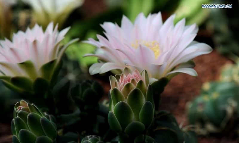 Photo taken on May 2, 2021 shows cacti growing at the Shanghai Songjiang modern agriculture park in east China's Shanghai. (Xinhua/Zhang Jiansong)