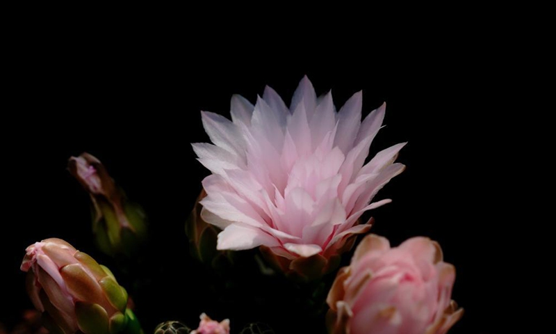 Photo taken on May 2, 2021 shows cacti growing at the Shanghai Songjiang modern agriculture park in east China's Shanghai. (Xinhua/Zhang Jiansong)