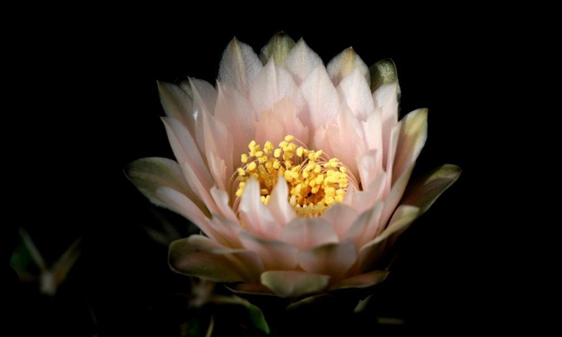 Photo taken on May 2, 2021 shows a cactus growing at the Shanghai Songjiang modern agriculture park in east China's Shanghai. (Xinhua/Zhang Jiansong)