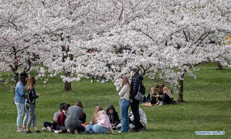 People enjoy cherry blossoms at a park in Vilnius, Lithuania, on May 1, 2021. Photo: Xinhua