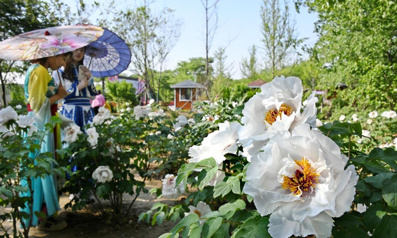 People in Han-style costumes enjoy peony flowers at a peony industrial park in Qingdao, east China's Shandong Province, May 1, 2021. (Xinhua/Li Ziheng)
