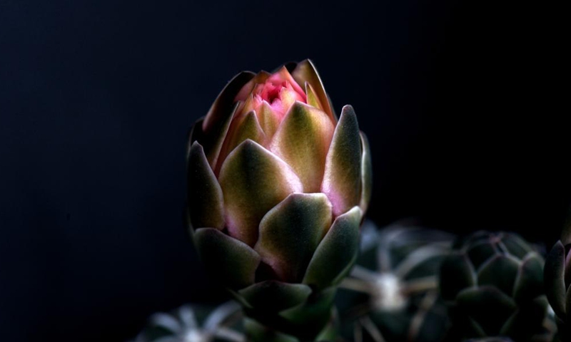 Photo taken on May 2, 2021 shows a cactus growing at the Shanghai Songjiang modern agriculture park in east China's Shanghai. (Xinhua/Zhang Jiansong)