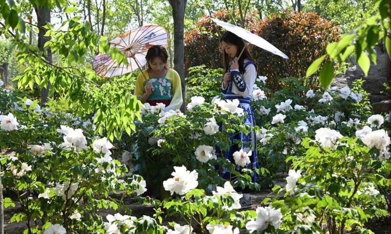 People in Han-style costumes enjoy peony flowers at a peony industrial park in Qingdao, east China's Shandong Province, May 1, 2021. (Xinhua/Li Ziheng)