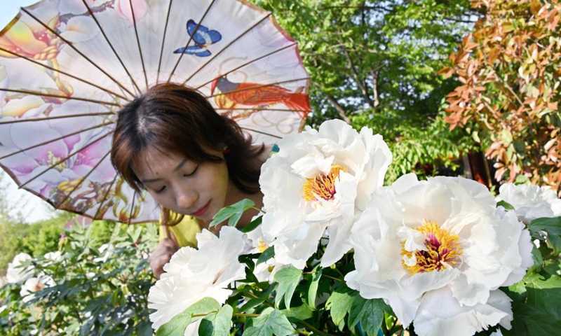 A visitor enjoys peony flowers at a peony industrial park in Qingdao, east China's Shandong Province, May 1, 2021. (Xinhua/Li Ziheng)