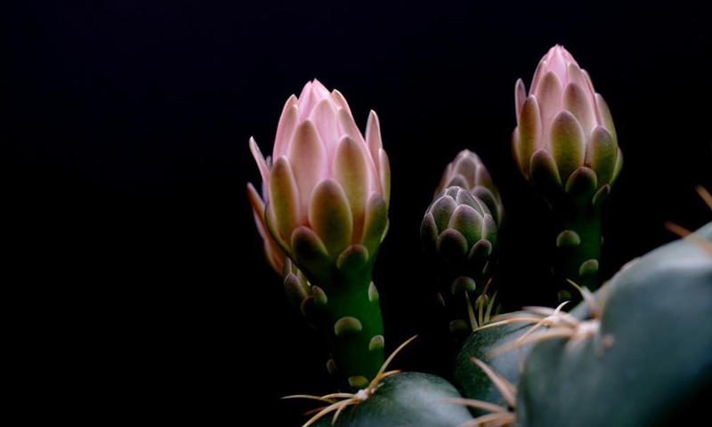 Photo taken on May 2, 2021 shows cacti growing at the Shanghai Songjiang modern agriculture park in east China's Shanghai. (Xinhua/Zhang Jiansong)