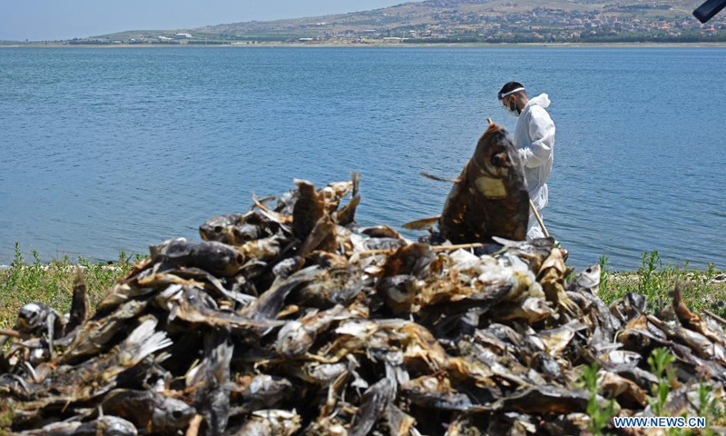 Dead fish are seen at the Qaraoun lake in Bekaa, Lebanon, on May 7, 2021. A large number of dead fish have been recently washed ashore at the lake. The massive fish deaths are believed to be caused by untreated water discharged by dozens of factories into the Litani River, which flows into Lake Qaraoun, an artificial lake created by a dam on the longest river in Lebanon.(Photo: Xinhua)
