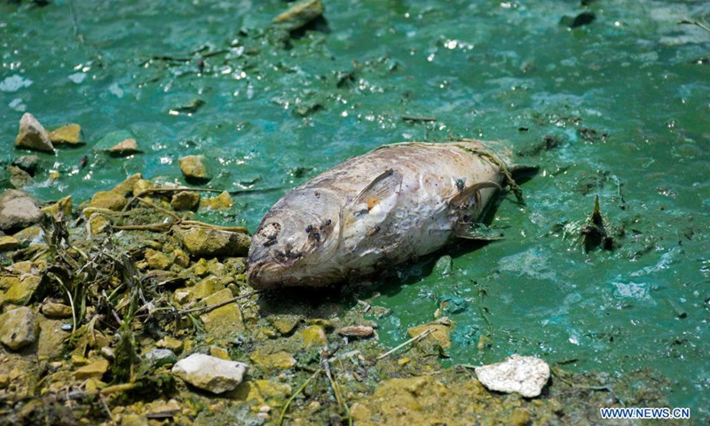 A dead fish is seen at the Qaraoun lake in Bekaa, Lebanon, on May 7, 2021. A large number of dead fish have been recently washed ashore at the lake. The massive fish deaths are believed to be caused by untreated water discharged by dozens of factories into the Litani River, which flows into Lake Qaraoun, an artificial lake created by a dam on the longest river in Lebanon.(Photo: Xinhua)
