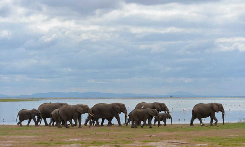 Elephants walk by a lake in Amboseli National Park, Kenya, June 15, 2019.(Photo: Xinhua)