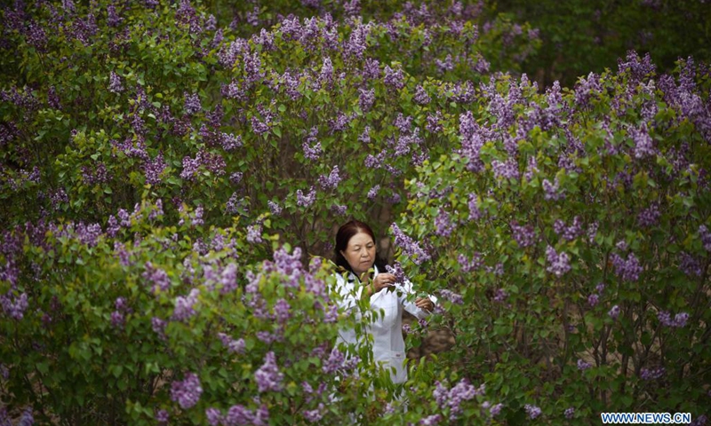 Zhang Jinmei checks the flowering of lilacs at a seedling breeding base of Xining forestry science research center in northwest China's Qinghai Province, May 6, 2021. Nowadays, lilacs with lush branches and long flowering period are in full bloom in the city of Xining. It's inseparable from the efforts of Zhang Jinmei, director of the Xining forestry science research center, and her team. In 1998, Zhang Jinmei began to cultivate all kinds of lilac saplings.(Photo: Xinhua)