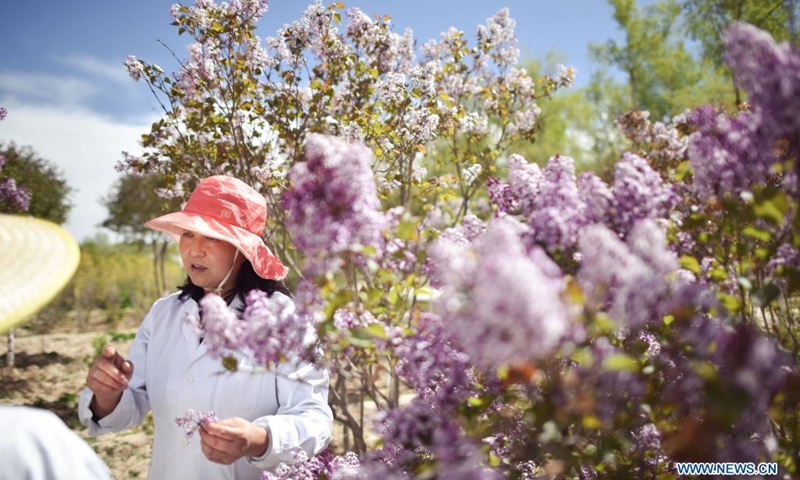 Zhang Jinmei discusses the growth of lilacs with collegues at a seedling breeding base of Xining forestry science research center in northwest China's Qinghai Province, May 6, 2021. Nowadays, lilacs with lush branches and long flowering period are in full bloom in the city of Xining.(Photo: Xinhua)