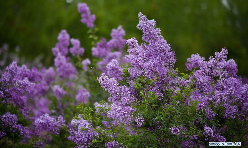 Photo taken on May 6, 2021 shows lilacs in bloom at a seedling breeding base of Xining forestry science research center in northwest China's Qinghai Province. Nowadays, lilacs with lush branches and long flowering period are in full bloom in the city of Xining. It's inseparable from the efforts of Zhang Jinmei, director of the Xining forestry science research center, and her team.(Photo: Xinhua)