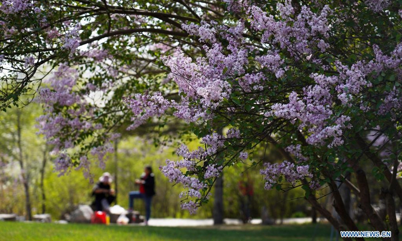 Photo taken on May 5, 2021 shows lilacs in bloom at Nanshan Park in Xining, northwest China's Qinghai Province. Nowadays, lilacs with lush branches and long flowering period are in full bloom in the city of Xining. It's inseparable from the efforts of Zhang Jinmei, director of the Xining forestry science research center, and her team. In 1998, Zhang Jinmei began to cultivate all kinds of lilac saplings.(Photo: Xinhua)