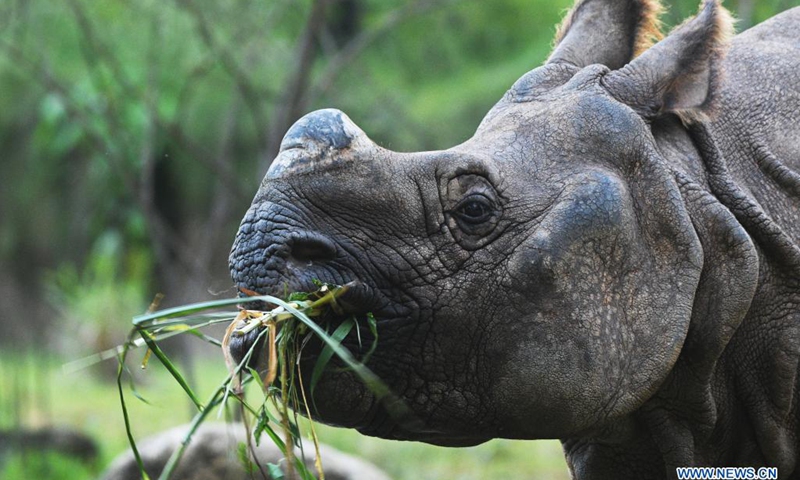 Photo taken on May 10, 2021 shows an Indian rhinoceros grazing at Singapore's Night Safari.(Photo: Xinhua)