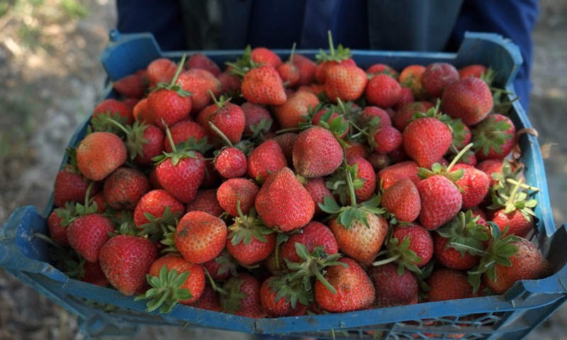 Afghan Farmers Welcome Harvest Season Of Strawberry - Global Times