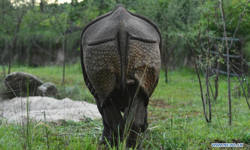 Photo taken on May 10, 2021 shows an Indian rhinoceros grazing at Singapore's Night Safari.(Photo: Xinhua)