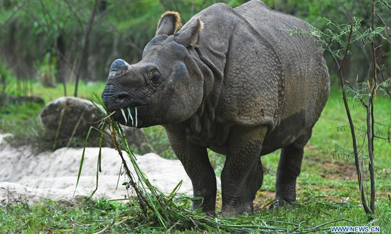 Photo taken on May 10, 2021 shows an Indian rhinoceros grazing at Singapore's Night Safari.(Photo: Xinhua)