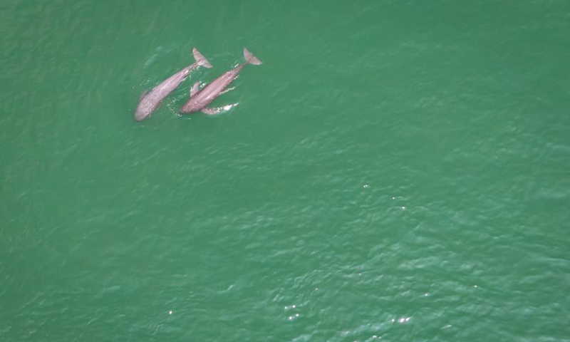 Aerial photo taken on May 11, 2021 shows two Yangtze finless porpoises swimming in the Yichang section of the Yangtze River, central China's Hubei Province.(Photo:Xinhua)