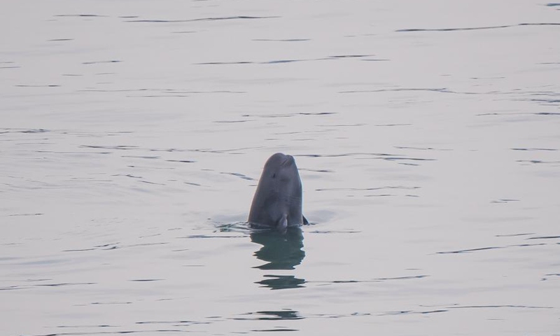 A Yangtze finless porpoise is seen at the Yichang section of the Yangtze River, central China's Hubei Province, May 11, 2021. (Photo:Xinhua)