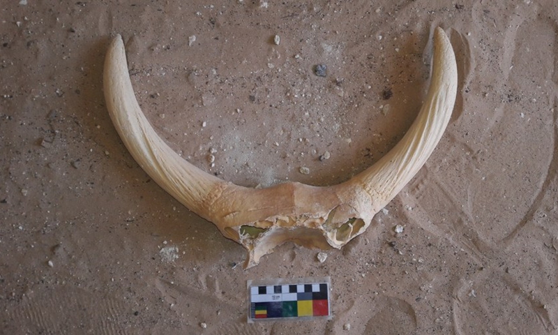 Photo taken on May 11, 2021 shows the animal bone unearthed from stone tombs on a mountain area in province of Sohag, Egypt.(Photo: Xinhua)