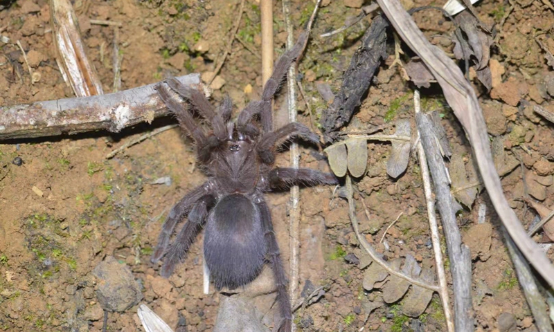 One of the two tarantulas found by scientists in the Nangunhe national nature reserve in southwest China's Yunnan Province on May 11.(Photo: Xinhua)