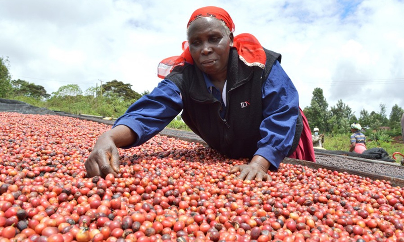 A woman sorts out coffee berries at Rui-Ruiru Coffee Factory in Mathira, Nyeri County, Kenya, Nov. 5, 2020. (Photo: Xinhua)