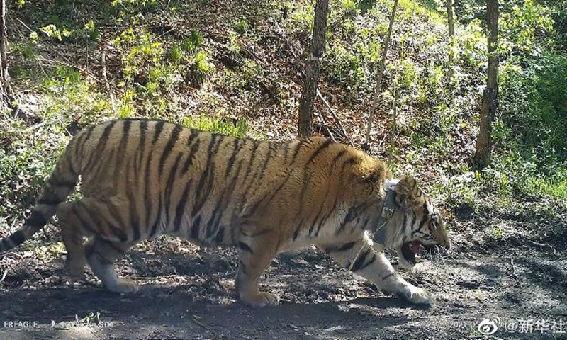Screenshot from a video clip taken on May 18, 2021 shows that a rare wild Siberian tiger was successfully released back into the wild in northeast China's Heilongjiang Province.(Photo:Xinhua)