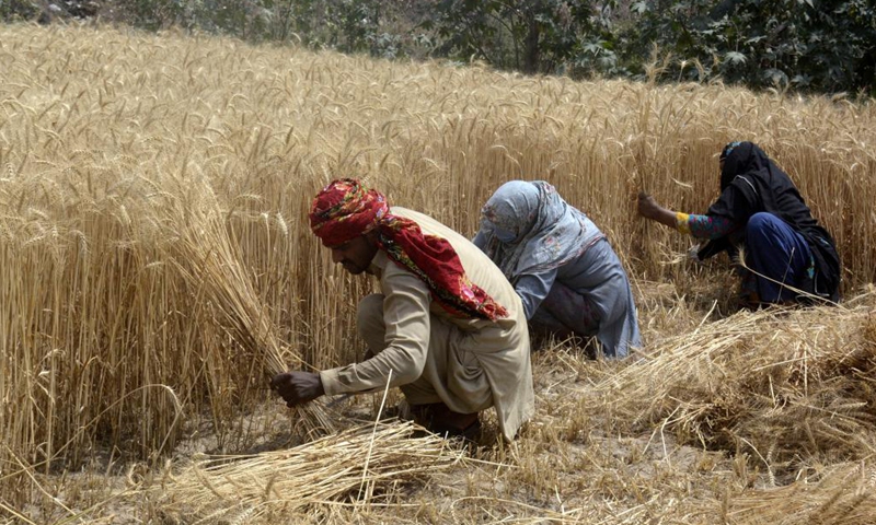 Farmers harvest wheat on the outskirts of Lahore, Pakistan, May 20, 2021. With Pakistan's agricultural sector being the backbone of the national economy, officials and experts in the country believe that enhanced cooperation under the corridor China-Pakistan Economic Partnership (CPEC) can greatly help Pakistan to modernize the sector, ensure food security and improve the livelihoods of local people. Photo: Xinhua