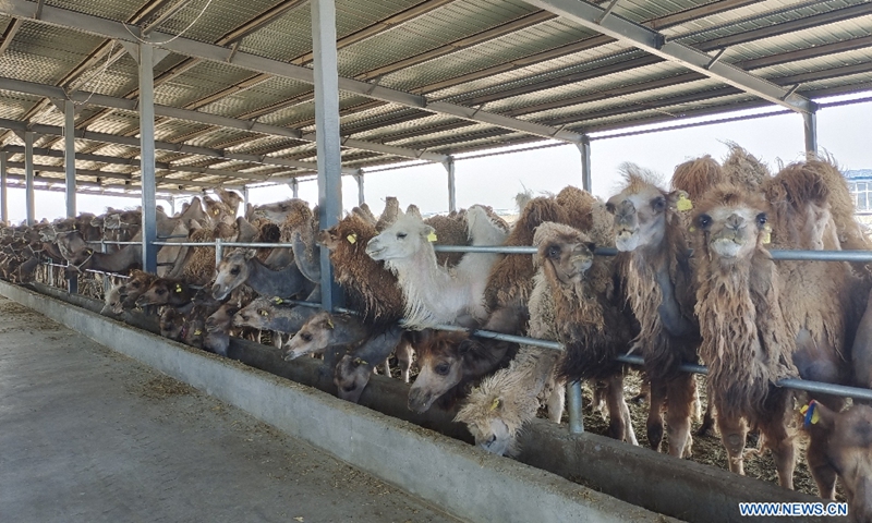 Camels eat grass in a breeding base in Shache County, northwest China's Xinjiang Uygur Autonomous Region, May 21, 2020. Photo:Xinhua