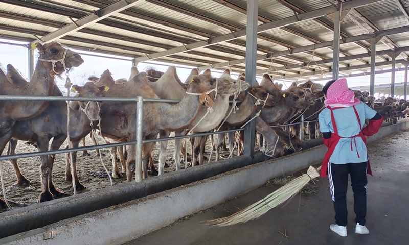 Camels eat grass in a breeding base in Shache County, northwest China's Xinjiang Uygur Autonomous Region, May 21, 2020. Photo:Xinhua