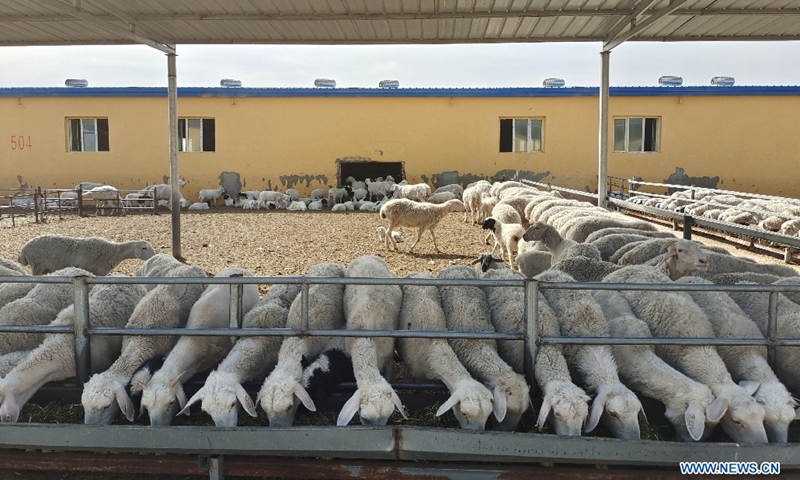 Sheep eat grass in a breeding base in Shache County, northwest China's Xinjiang Uygur Autonomous Region, May 21, 2020.Photo:Xinhua
